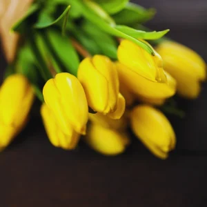 yellow tulip