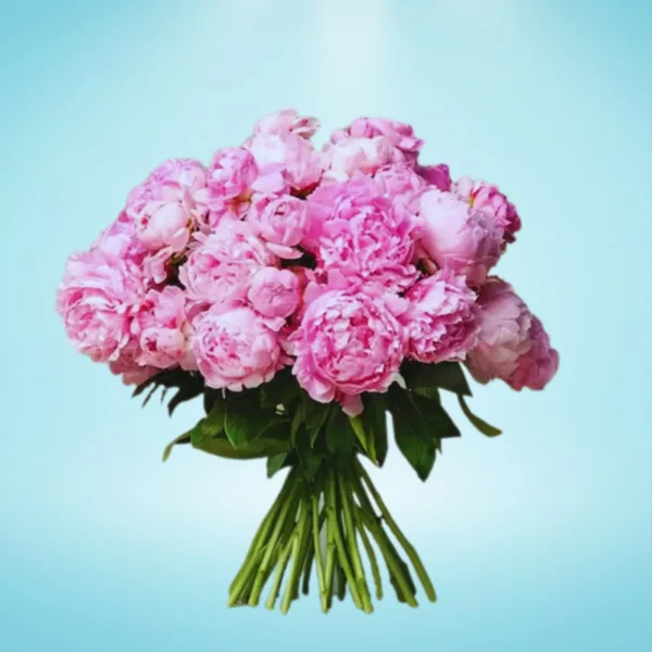 pink peonies bouquet