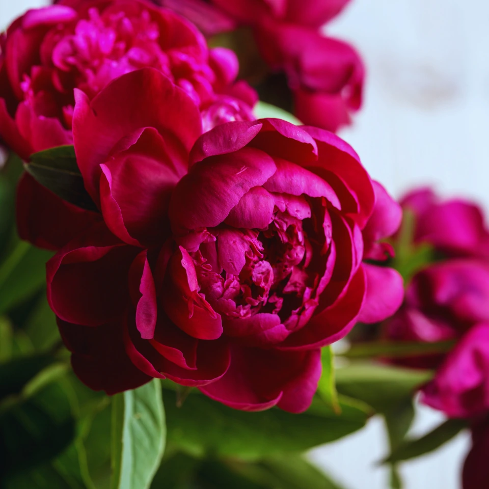 peony