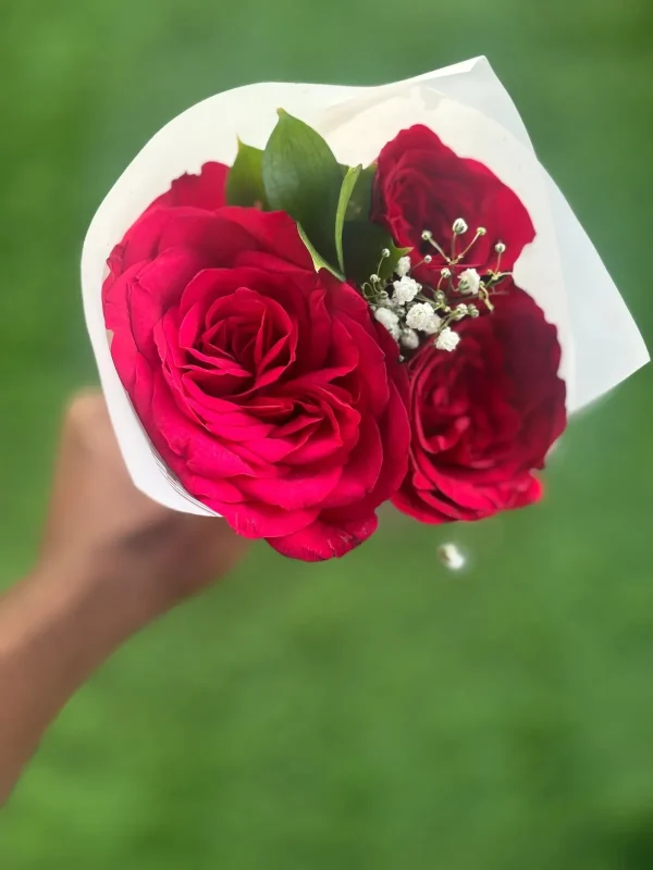 classic 3 red rose