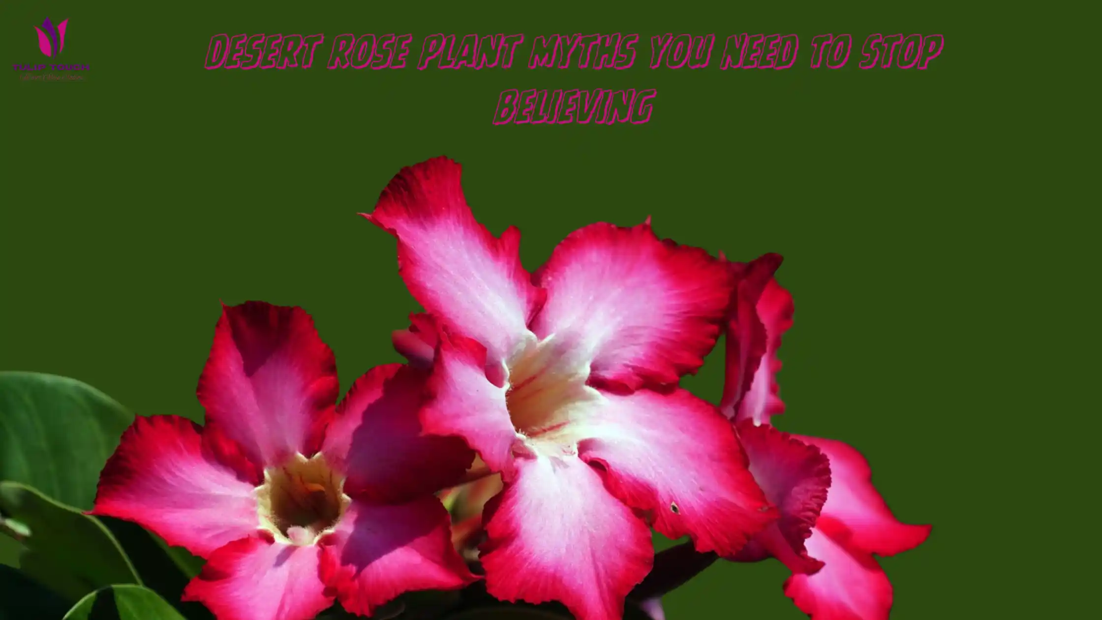 Desert Rose Plant Myths