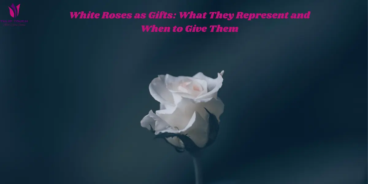 White Roses as Gifts