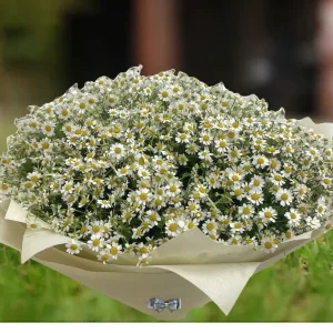 chamomile flower bouquet